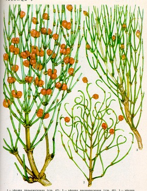 �������� ��������: ������ ��������, ���������� �����.